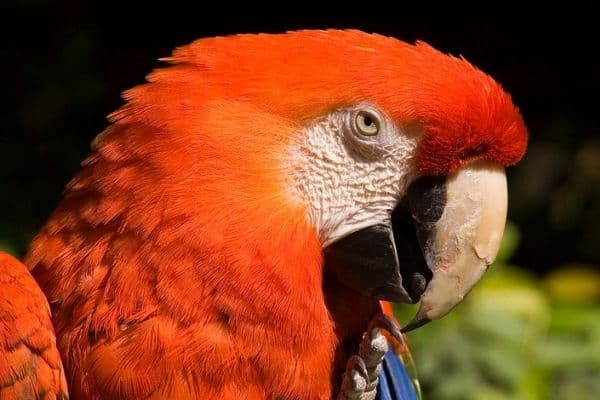Come riconoscere l’età del pappagallo