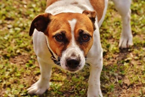 Jack-Russell-Terrier-impaurito