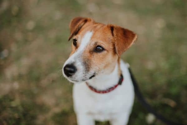 Jack Russell Terrier [Guida Completa] È il cane per te?