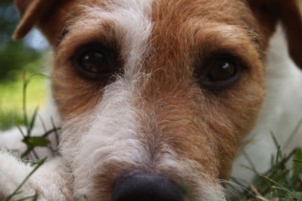 Jack-Russell-Occhi