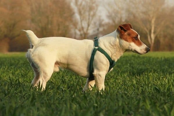 Come riconoscere un Jack Russell Terrier puro?