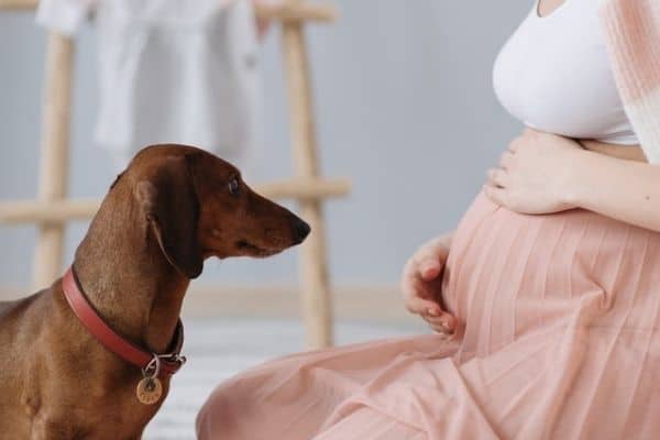 Bassotto Tedesco con Bambini e Ragazzi, ecco come fare