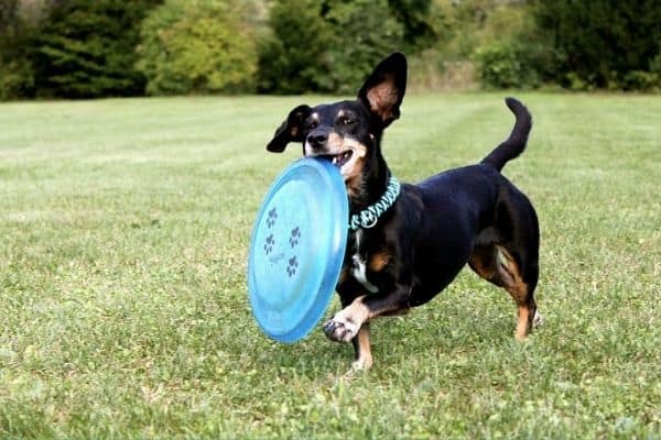 bassotto-tedesco-frisbee