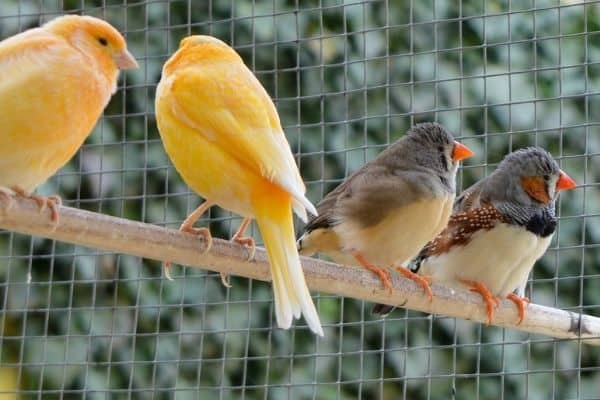 Canarini e altri uccelli possono stare insieme?