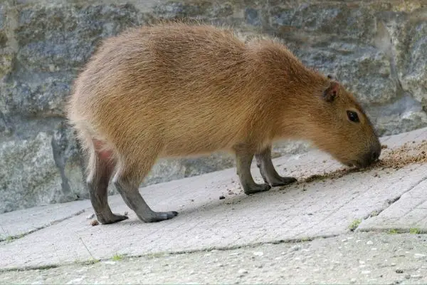 capibara-roditore