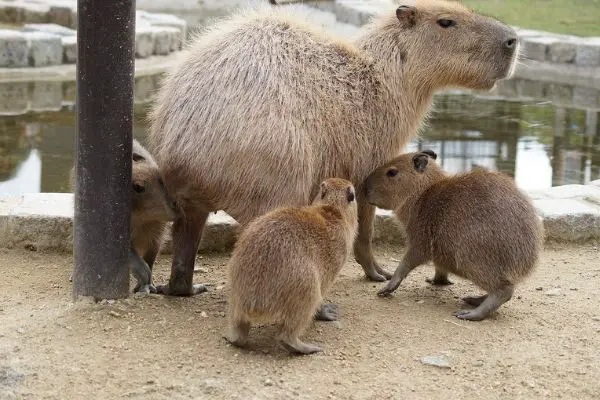 capibara-senza-coda