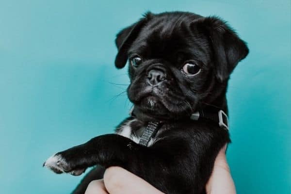 cucciolo-carlino-nero