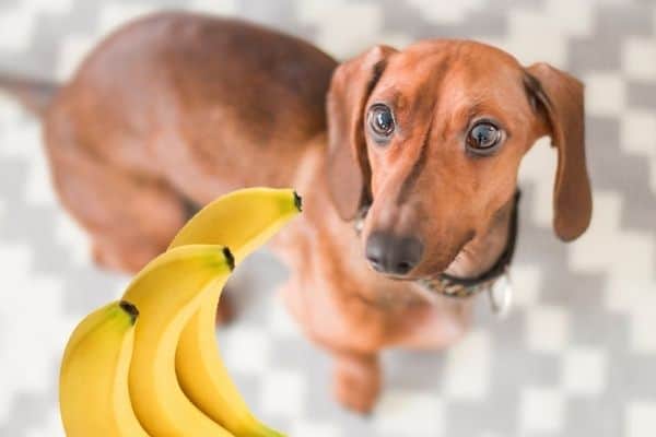 Il Bassotto Tedesco può mangiare le Banane?