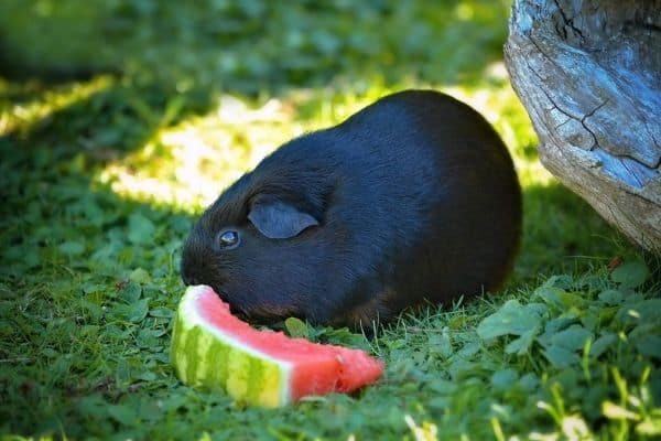 cavia-americana-nera