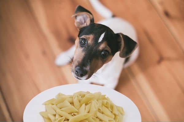 Il Jack Russell Terrier può mangiare la Pasta?