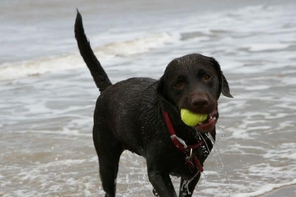 labrador-coda-per-nuotare