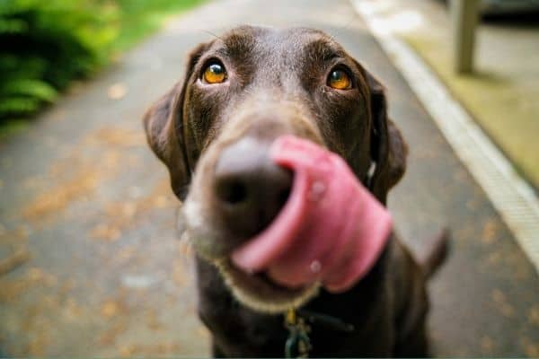 Il Labrador può mangiare l’Anguria? [Ecco come]