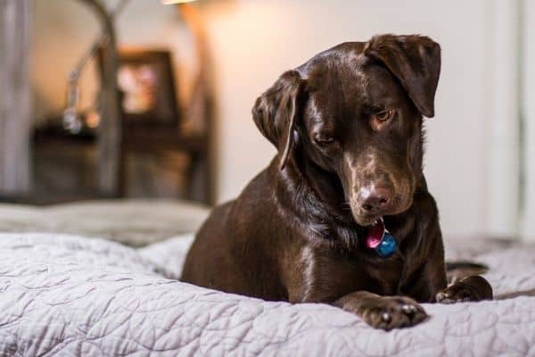 I Labrador perdono molto pelo? [Risposta & Consigli]