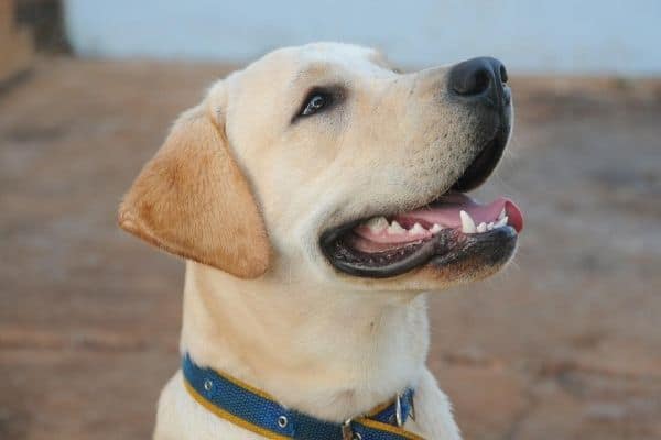 Dentizione cucciolo Labrador: Quando cambia i denti?
