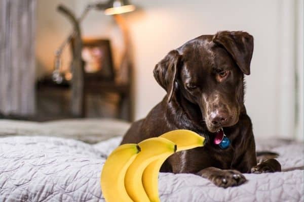 Il Labrador può mangiare le Banane? In effetti è bene saperlo