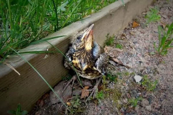 Uccellino caduto dal nido: ecco cosa fare