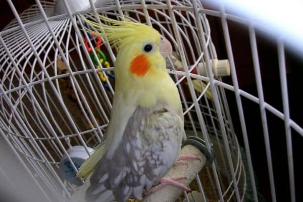 https://commons.wikimedia.org/wiki/File:Female_pied-pearl_cockatiel.jpg