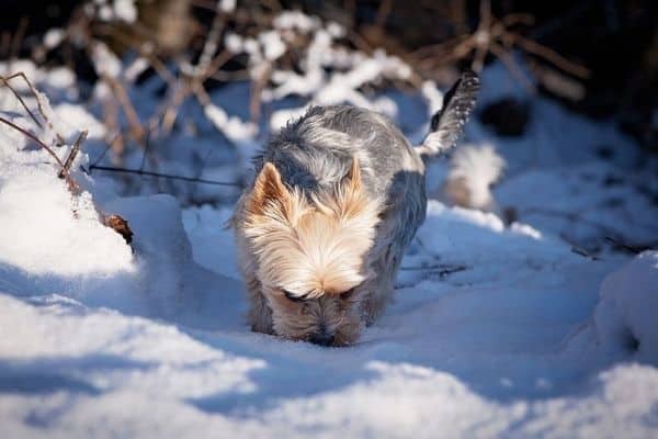 Quali Cani soffrono il freddo? Lista razze da Cappottino