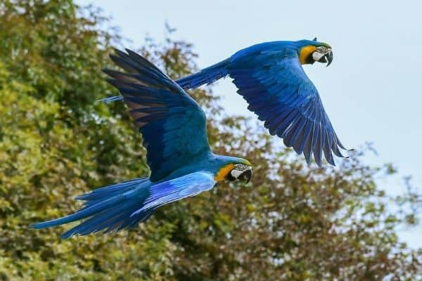 pappagalli-domestici-in-volo