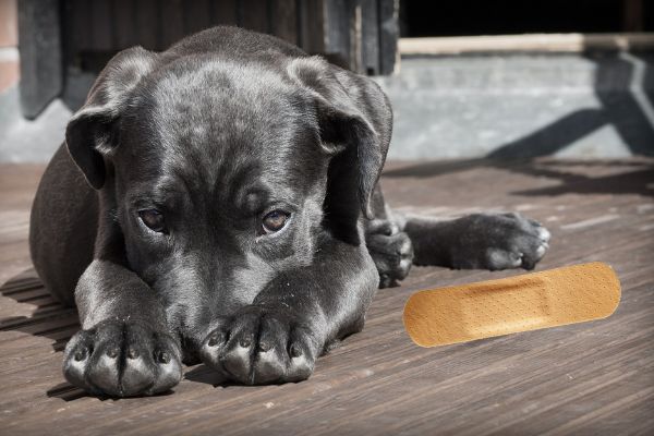 Un cane che ha mangiato un cerotto