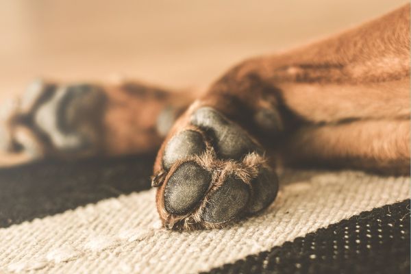 Zampe del cane che mandano cattivo odore