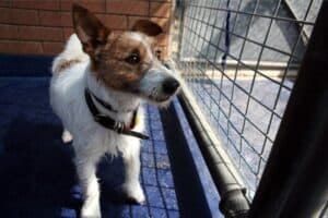 jack-russell-nel-kennel