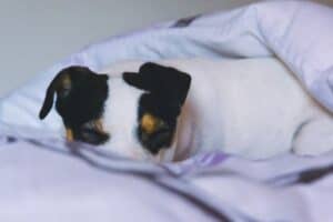 Jack-Russell-dorme-nel-letto