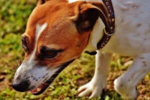 Jack Russell stanco
